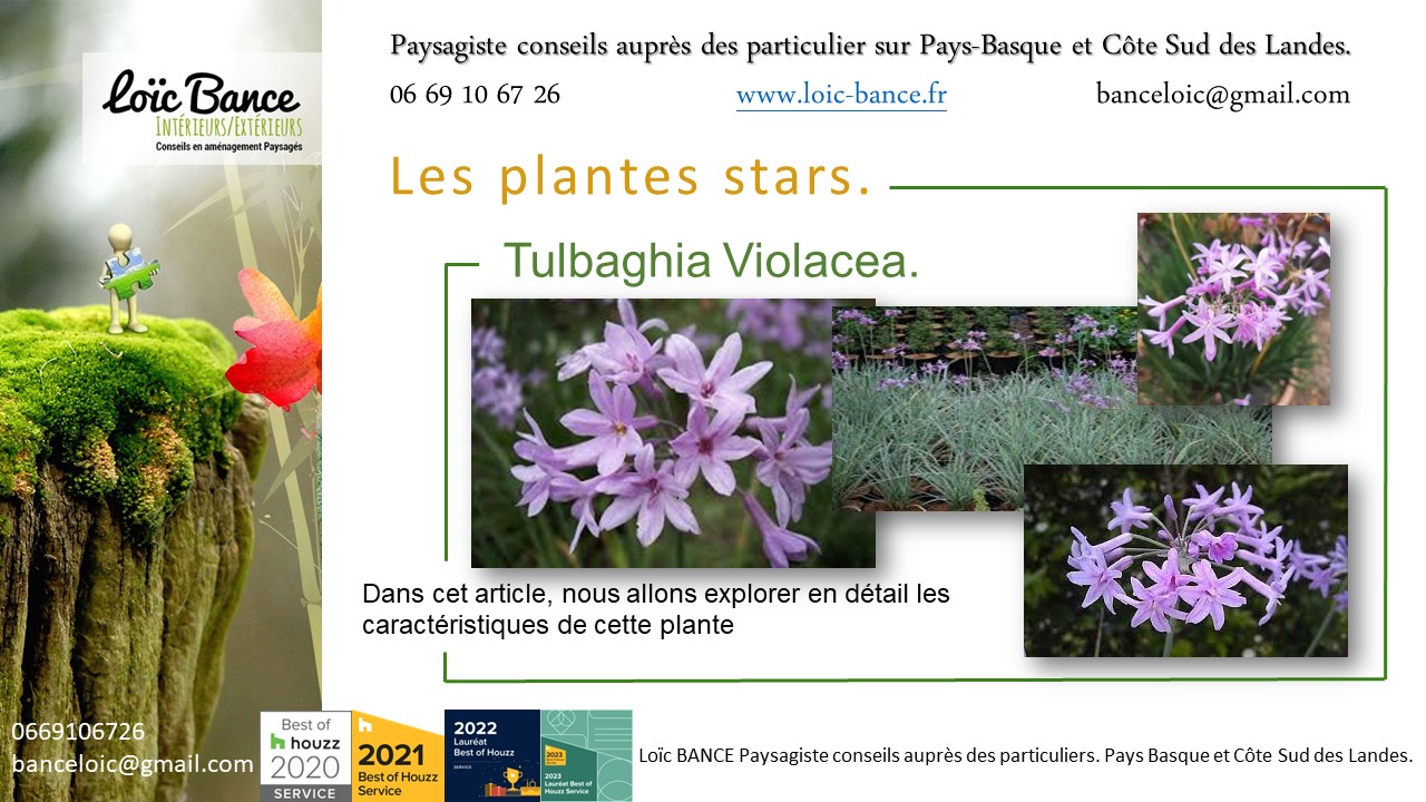 Paysagiste  Pays Basque une vivace plante star de juillet 2024 : Tulbaghia Violacea.